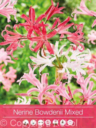 Nerine Bowdenii Mixed