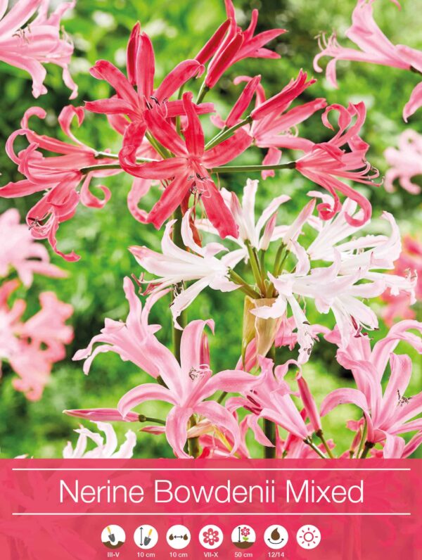Nerine Bowdenii Mixed