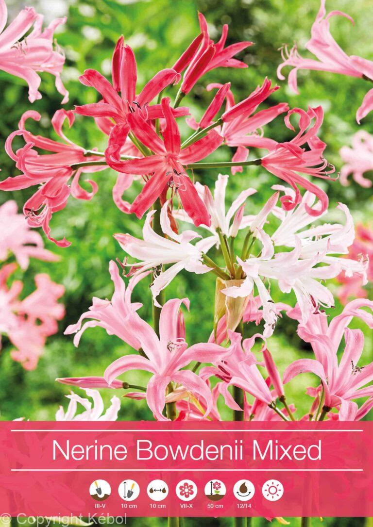 Nerine Bowdenii Mixed