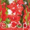 Gladiolus Zizanie