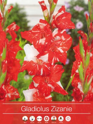 Gladiolus Zizanie