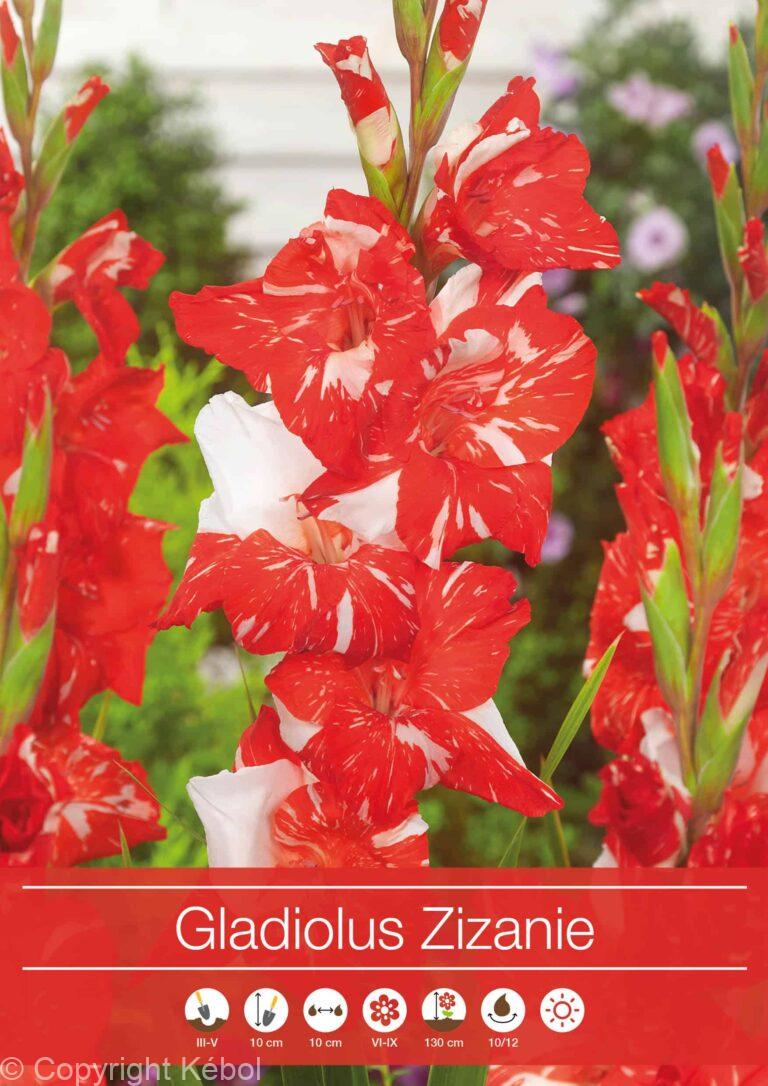 Gladiolus Zizanie