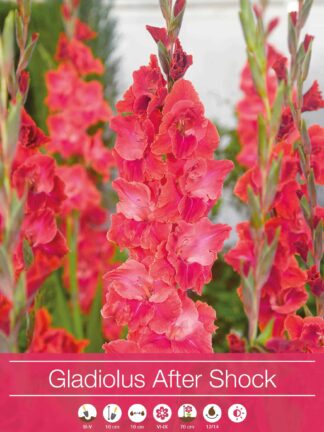 Gladiolus After Shock