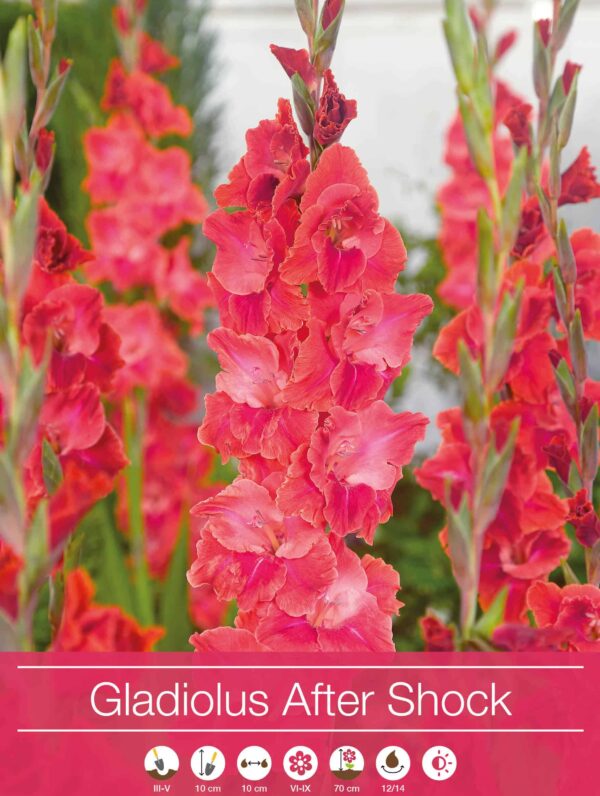 Gladiolus After Shock