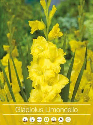 Gladiolus Limoncello