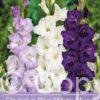 Gladiolus Mixed Blue / White