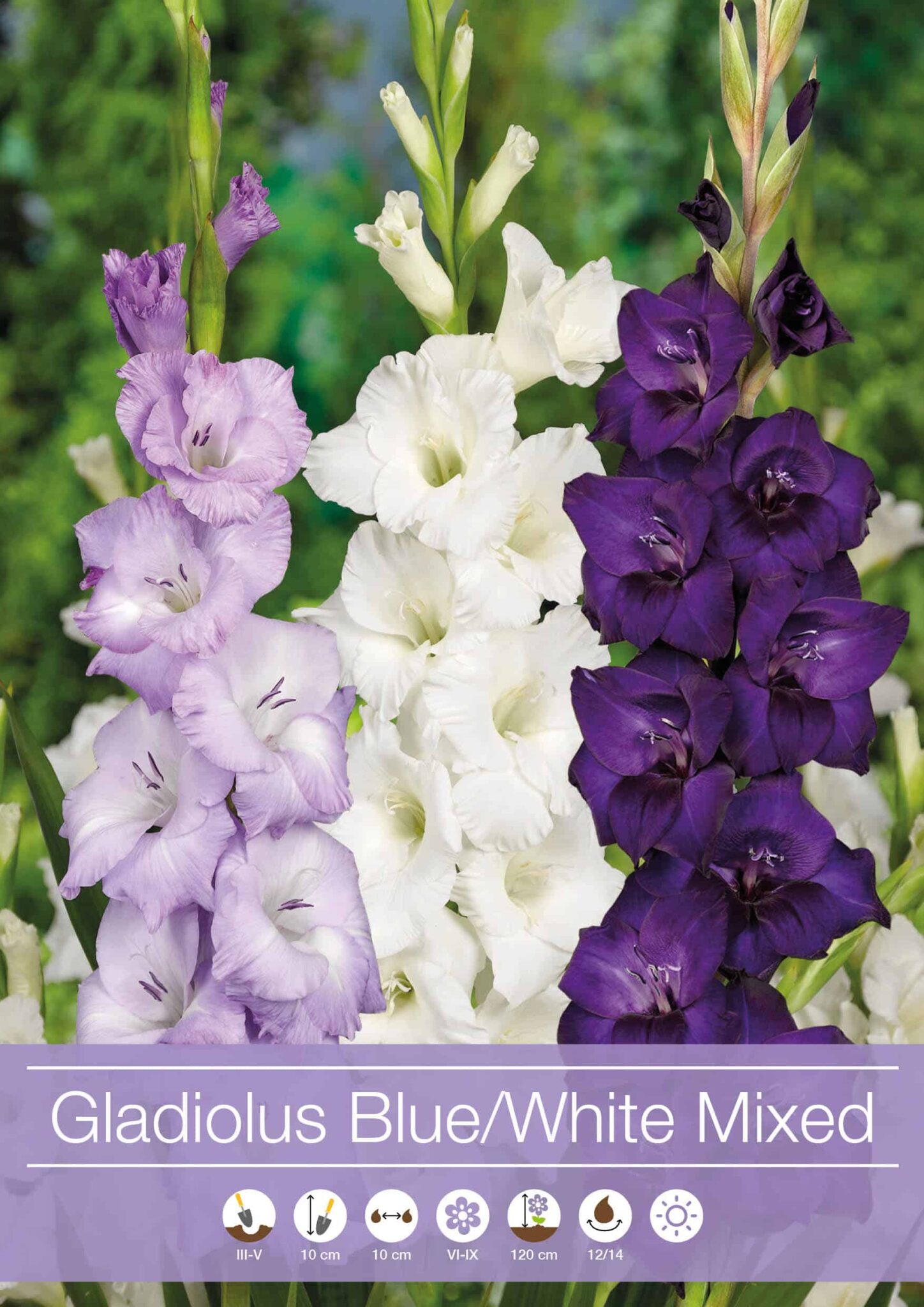 Gladiolus Mixed Blue / White