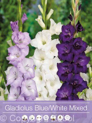 Gladiolus Mixed Blue / White