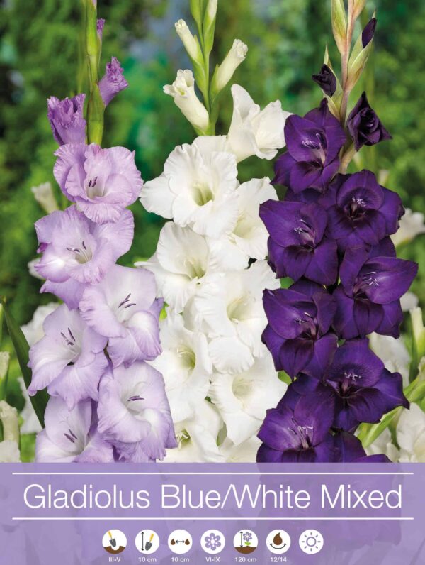 Gladiolus Mixed Blue / White