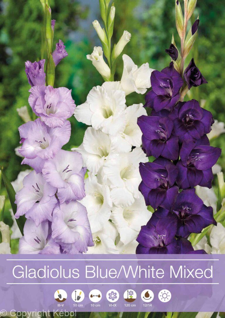 Gladiolus Mixed Blue / White