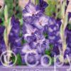 Gladiolus Grapevine