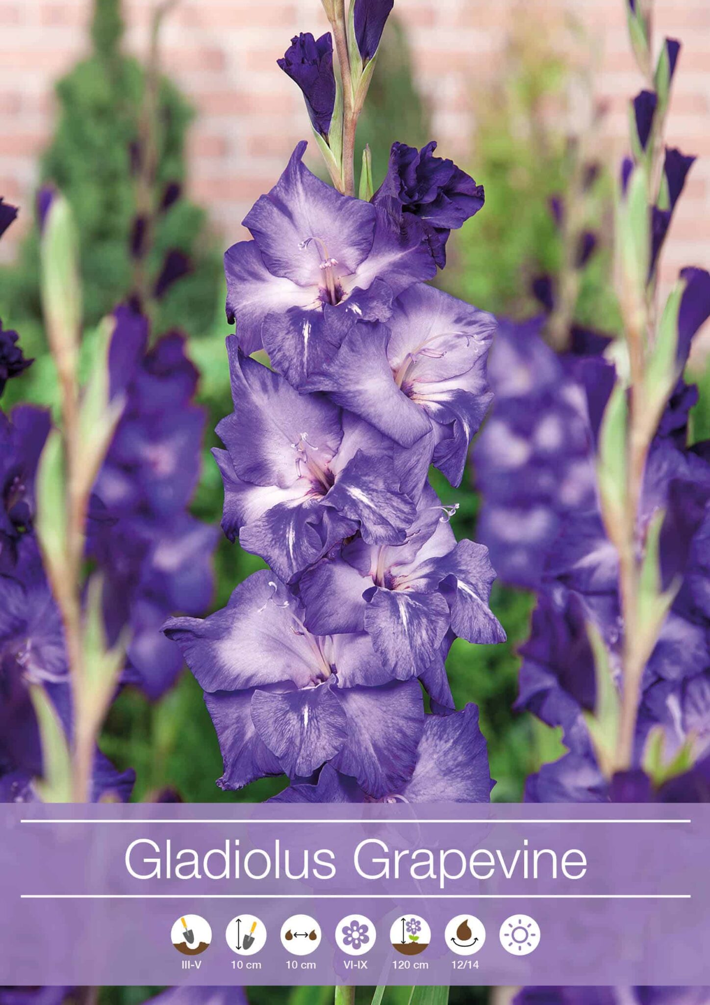 Gladiolus Grapevine