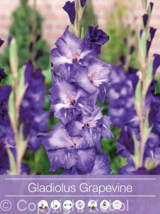 Gladiolus Grapevine