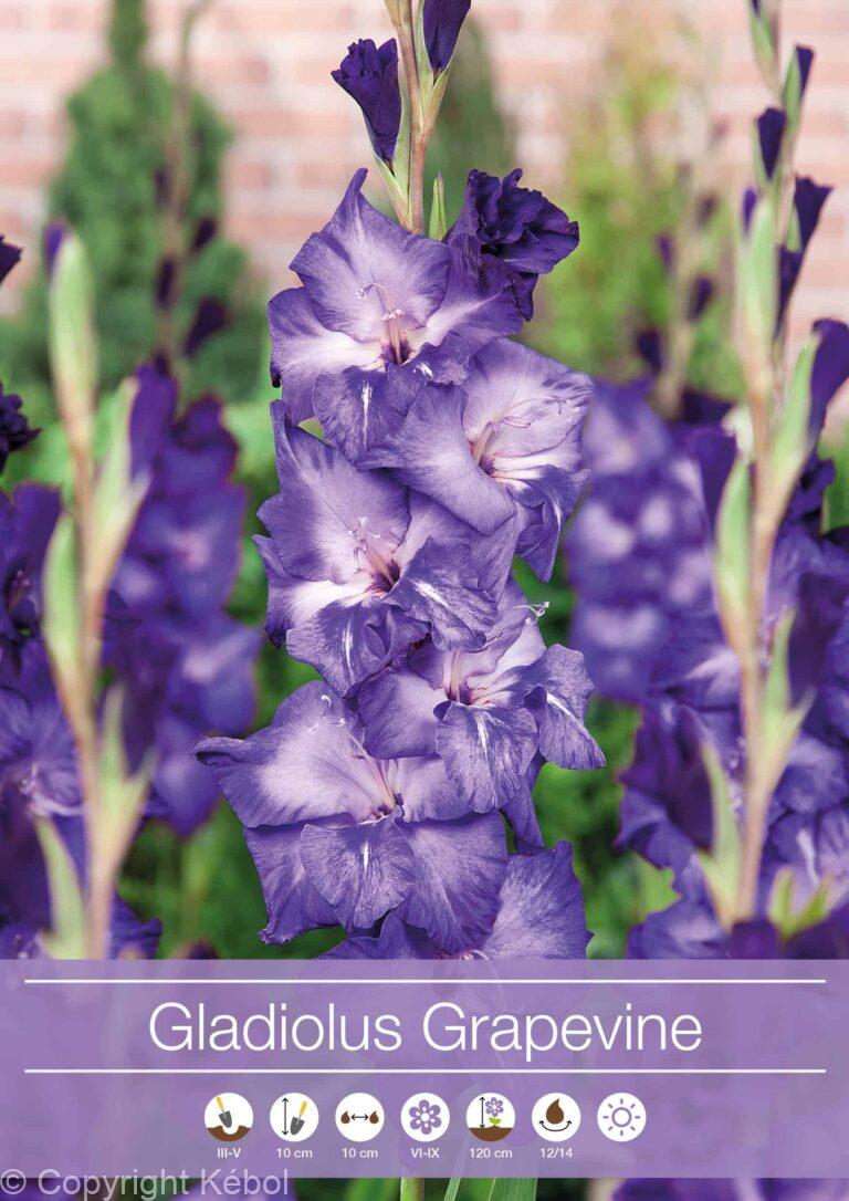 Gladiolus Grapevine