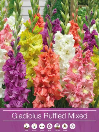 Gladiolus Ruffled Mix - case
