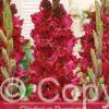 Gladiolus Burgundy