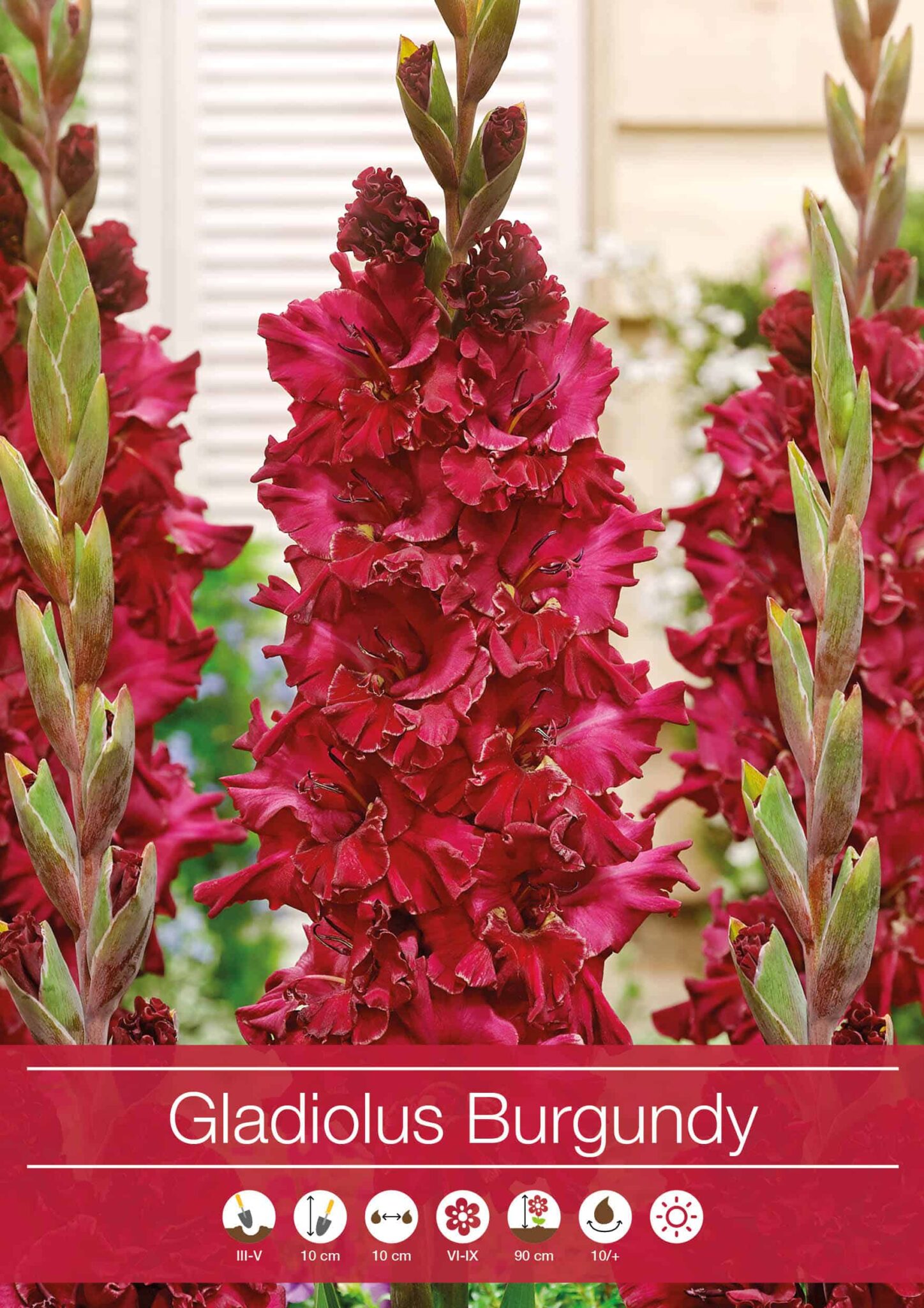 Gladiolus Burgundy