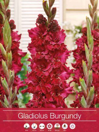 Gladiolus Burgundy