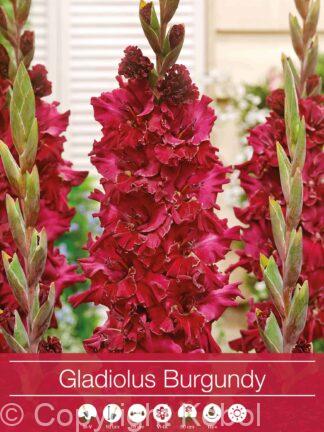 Gladiolus Burgundy