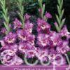 Gladiolus Vuvuzela