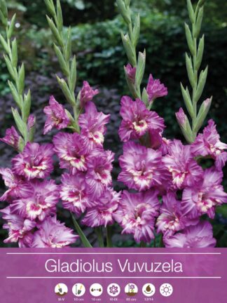 Gladiolus Vuvuzela