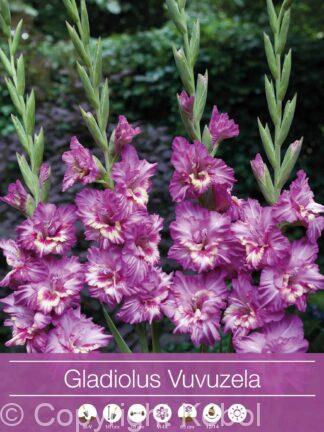Gladiolus Vuvuzela