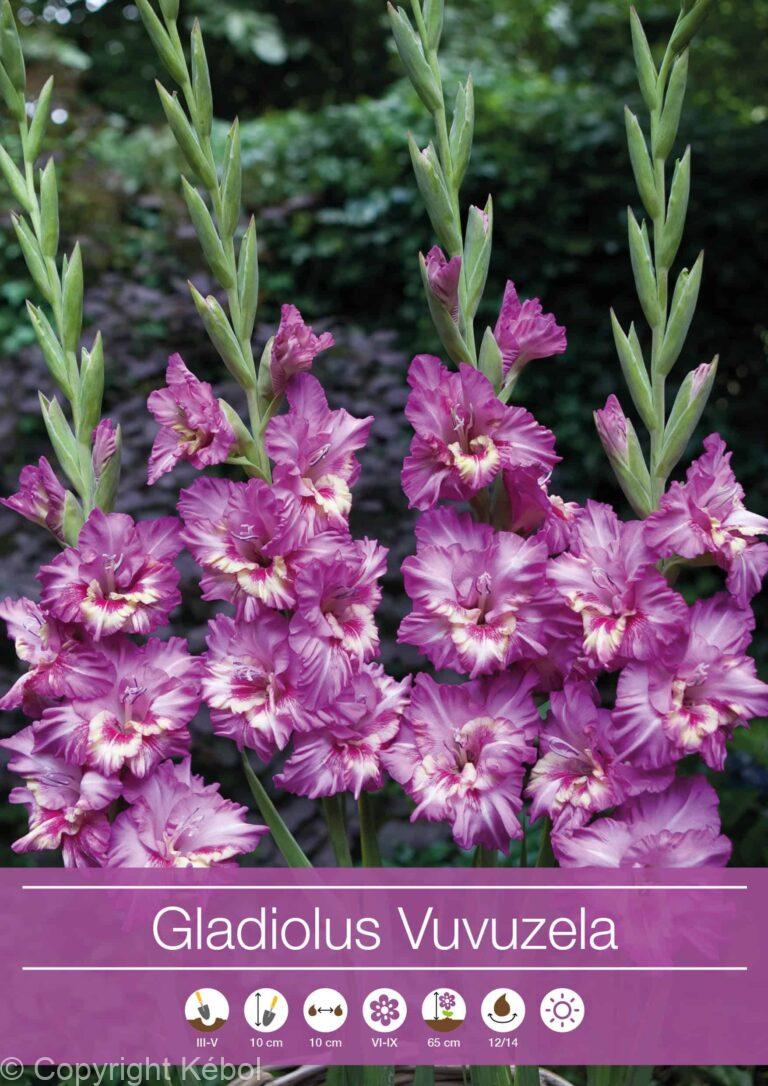 Gladiolus Vuvuzela