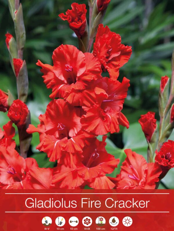 Gladiolus Fire Cracker