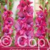 Gladiolus Lumierre