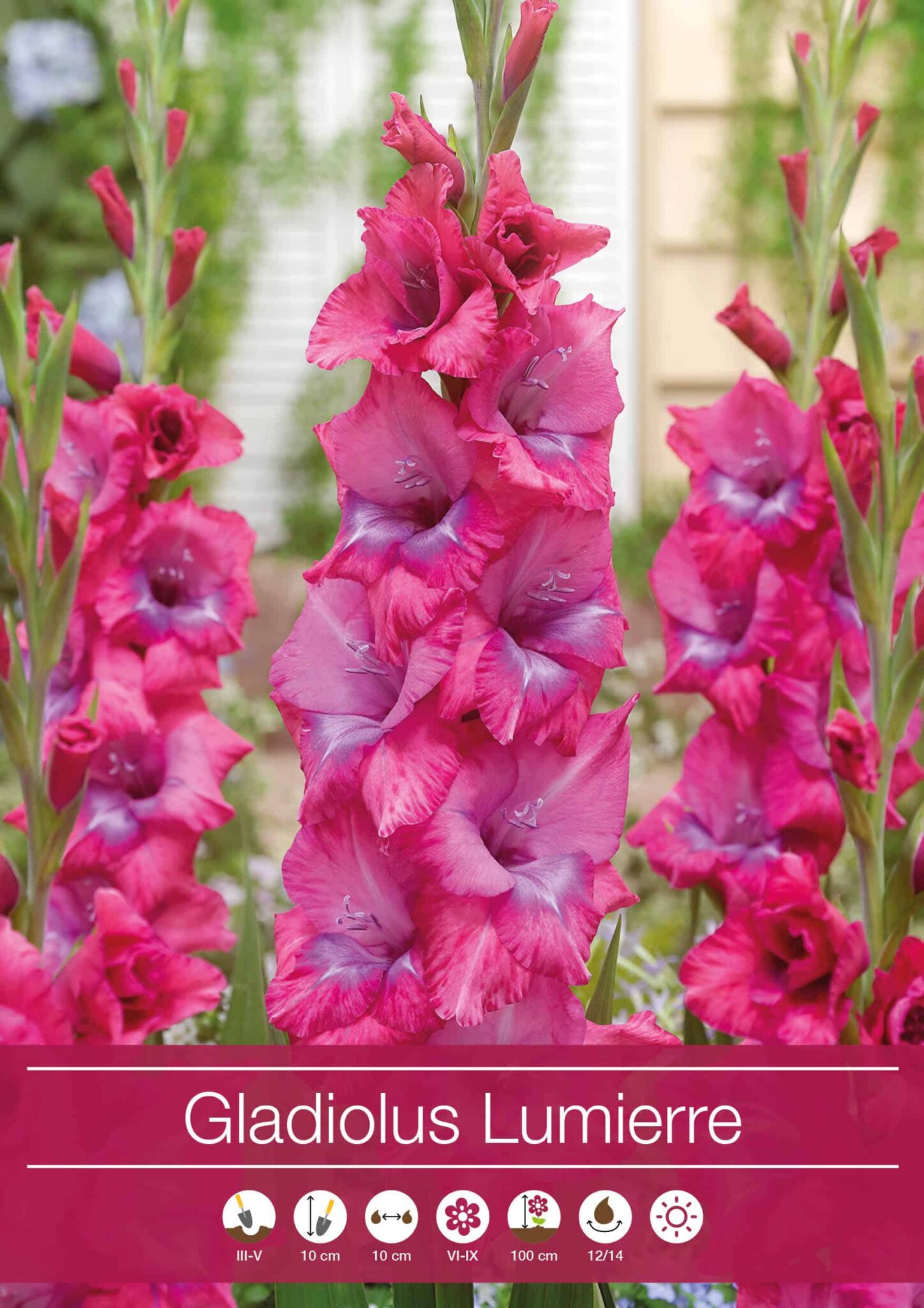 Gladiolus Lumierre
