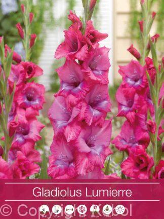 Gladiolus Lumierre