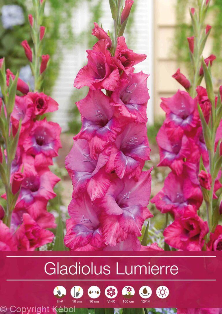 Gladiolus Lumierre