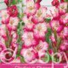 Gladiolus Shanna