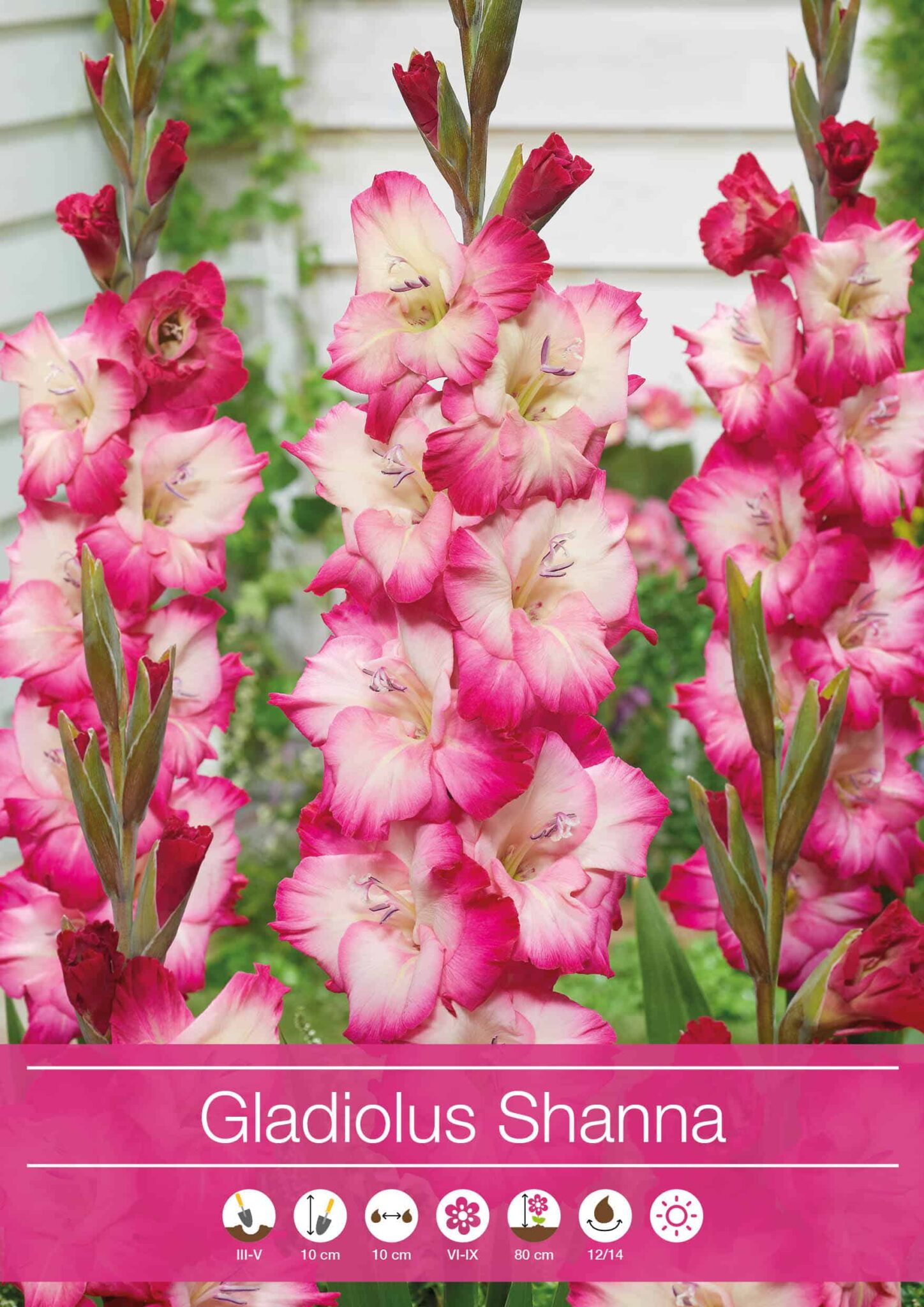 Gladiolus Shanna