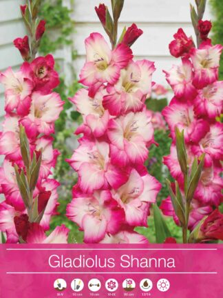 Gladiolus Shanna