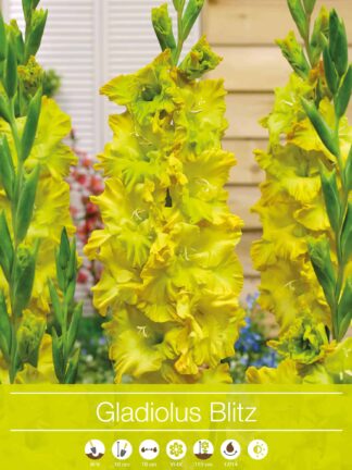 Gladiolus Blitz