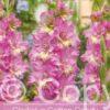 Gladiolus Cotton Candy