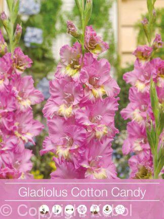 Gladiolus Cotton Candy