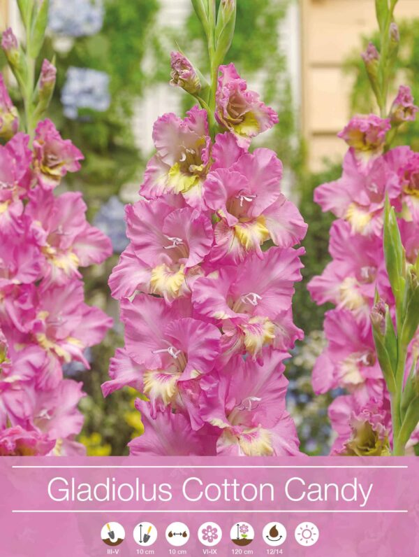 Gladiolus Cotton Candy