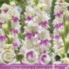 Gladiolus Violet Heart