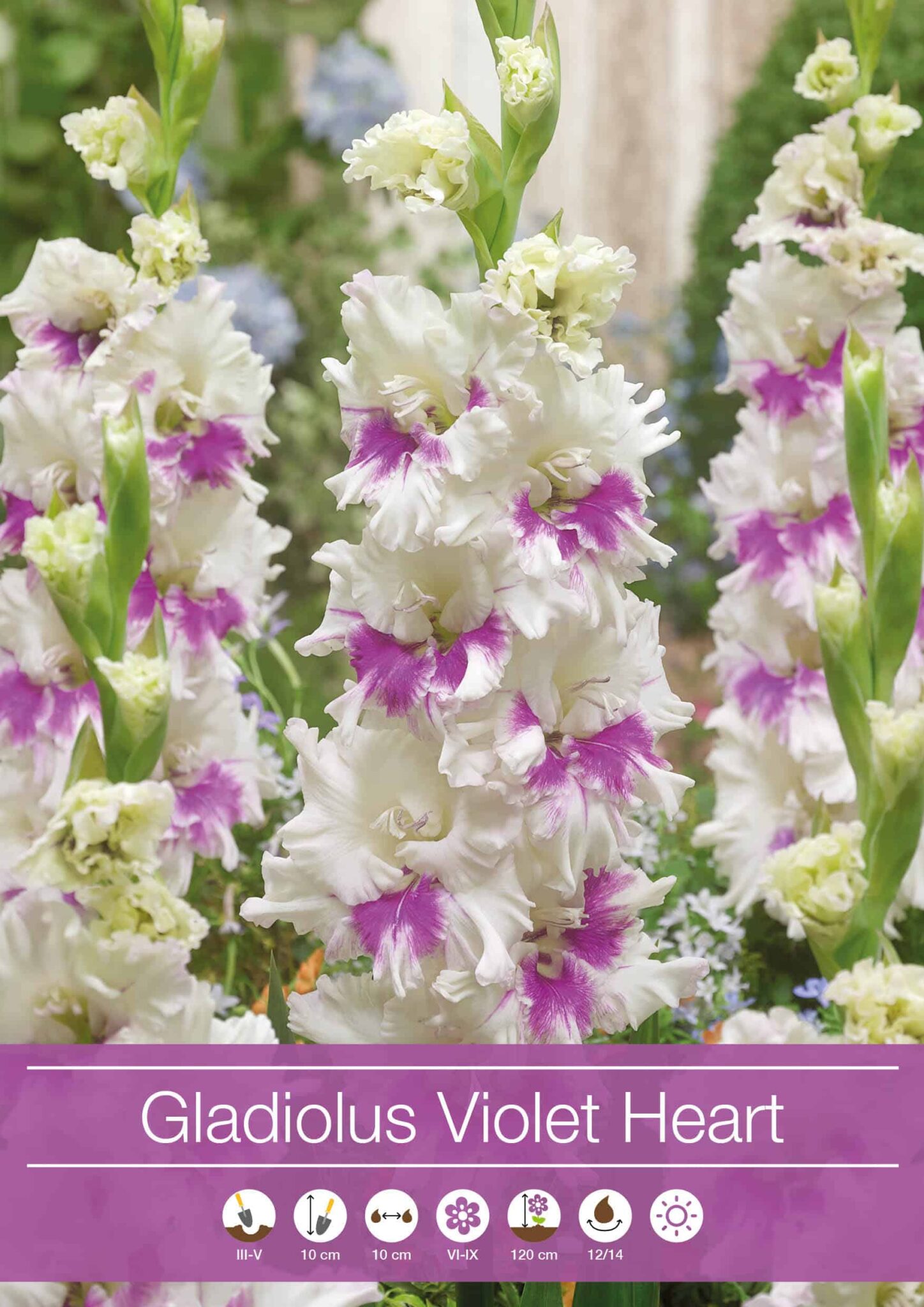 Gladiolus Violet Heart