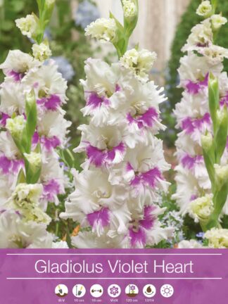 Gladiolus Violet Heart