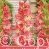 Gladiolus Mango Muse