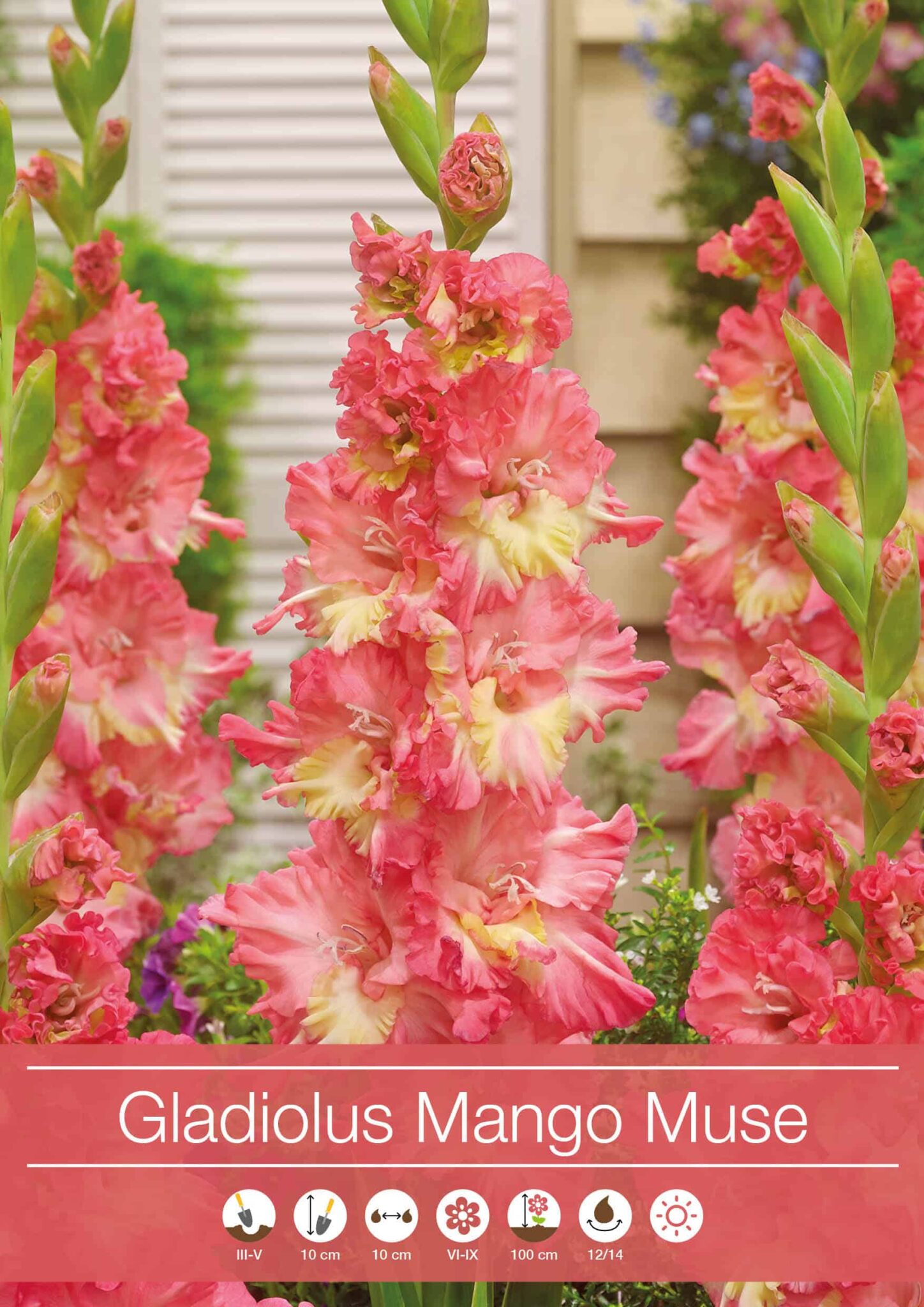 Gladiolus Mango Muse