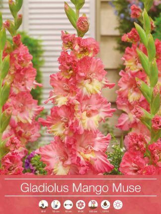 Gladiolus Mango Muse