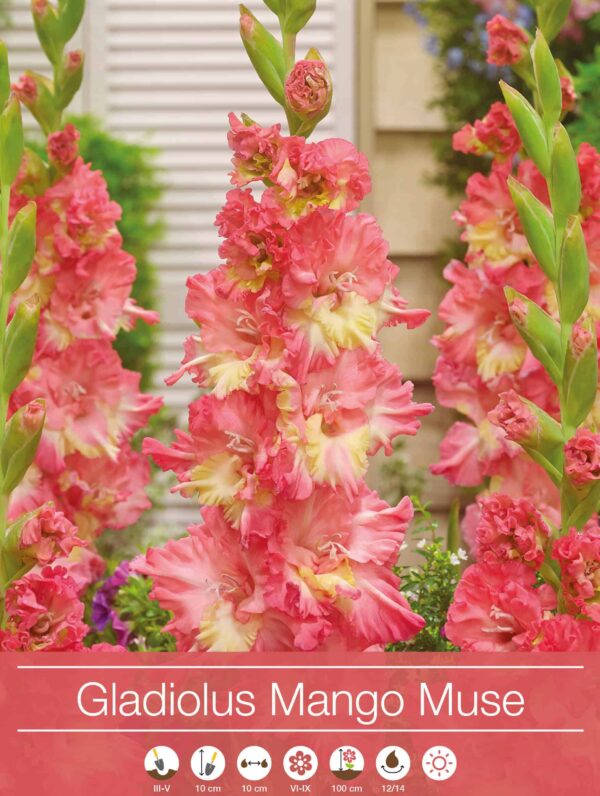 Gladiolus Mango Muse