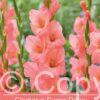 Gladiolus Sugar Babe