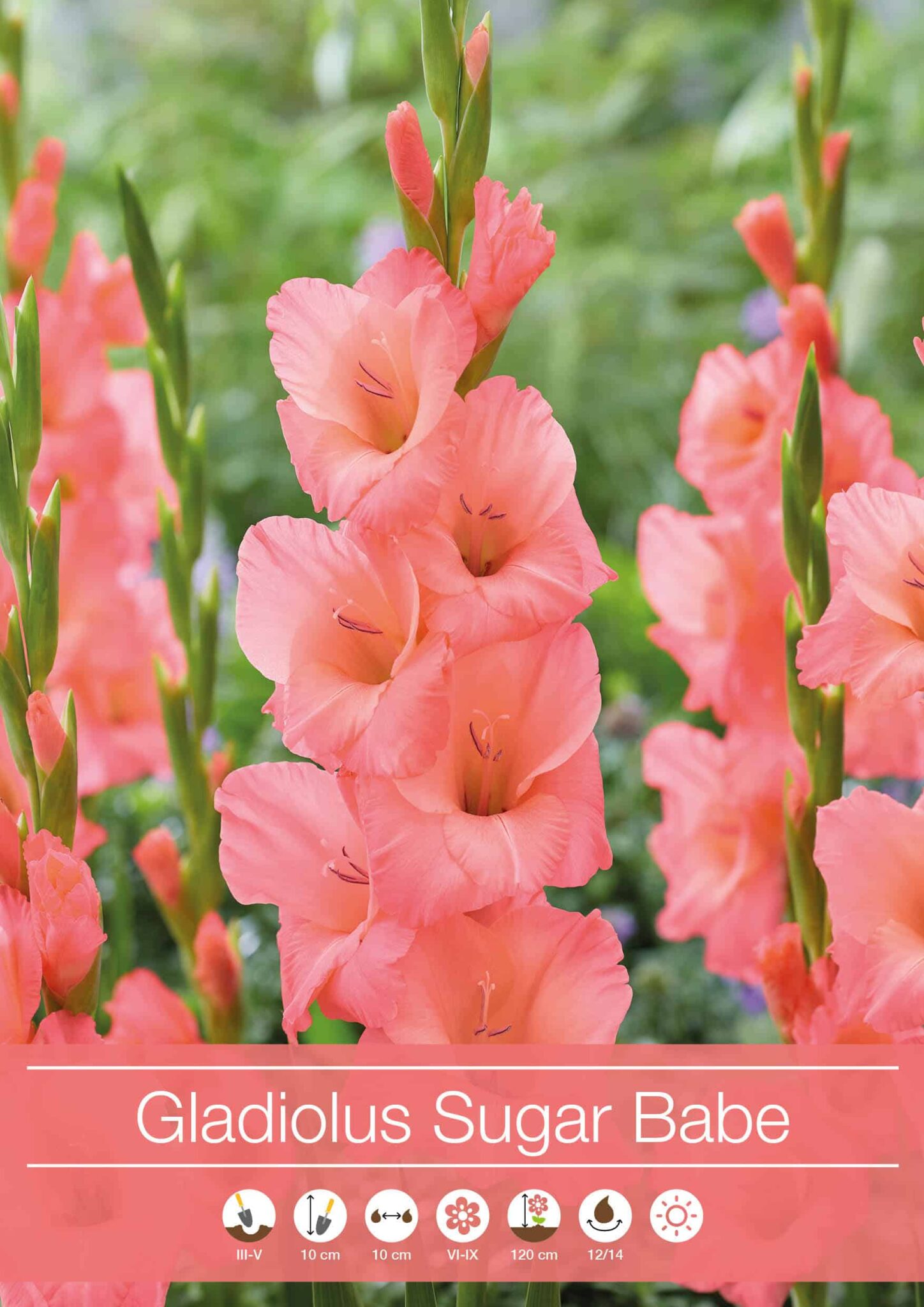 Gladiolus Sugar Babe