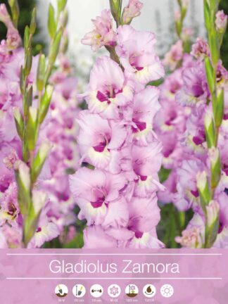 Gladiolus Zamora
