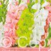 Gladiolus Mixed Salmon/Green/White